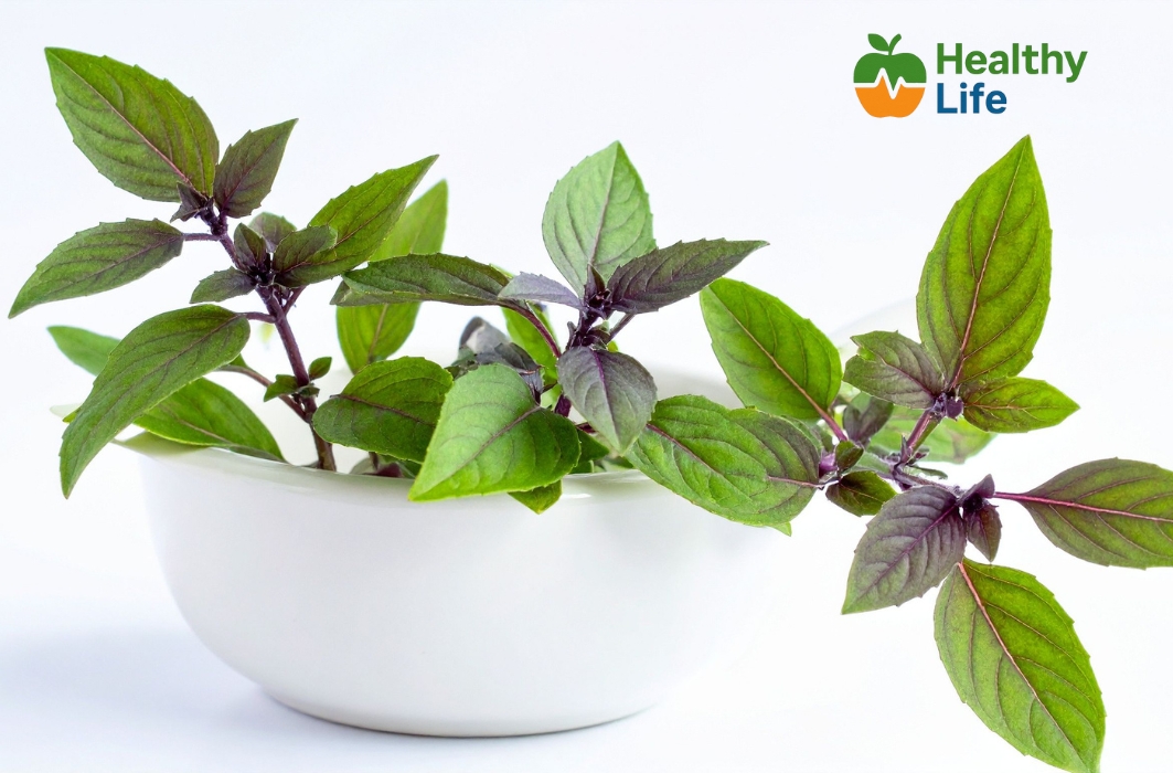 Basil or Tulsi Leaves